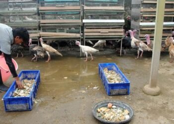 Kreatif dan Berkelanjutan, Limbah MBG di Bogor Kini Jadi Maggot dan Pupuk