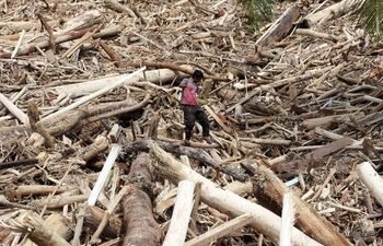 Ketika Banjir Membawa Kayu dalam Jumlah Masif: Dugaan Pembalakan Ilegal Menguat
