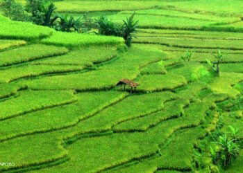 Alih Fungsi Sawah Ilegal Bisa Dipidana, Pemerintah Beri Peringatan