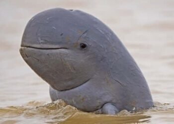 Kehidupan Pesut Mahakam di Ujung Sungai: Tantangan dan Harapan Konservasi