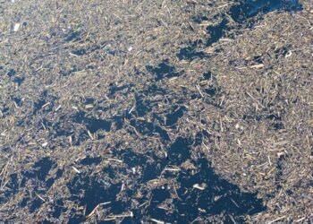 Banjir Bandang Bawa Ribuan Batang Kayu ke Pantai Air Tawar dan Danau Singkarak