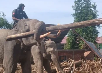 Di Balik Pengerahan Gajah untuk Bersihkan Kayu Banjir di Aceh
