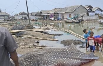 Pantai Purworejo Heboh, Hiu Tutul Seberat 1 Ton Terdampar di Pagi Hari