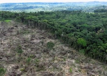 Fenomena Regenerasi Alami Hutan Dunia, Indonesia Jadi Sorotan Ilmuwan