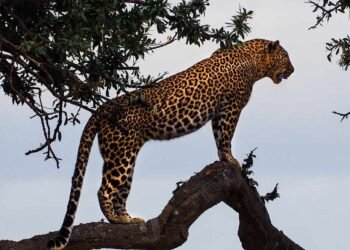 Nasib Macan Tutul Jawa di Tengah Menyusutnya Hutan Pulau Jawa