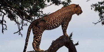 Nasib Macan Tutul Jawa di Tengah Menyusutnya Hutan Pulau Jawa