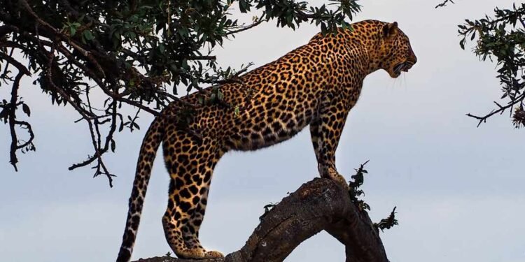 Nasib Macan Tutul Jawa di Tengah Menyusutnya Hutan Pulau Jawa