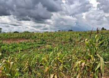 Ladang Jagung Program Ketahanan Pangan di Tangerang Kini Terbengkalai