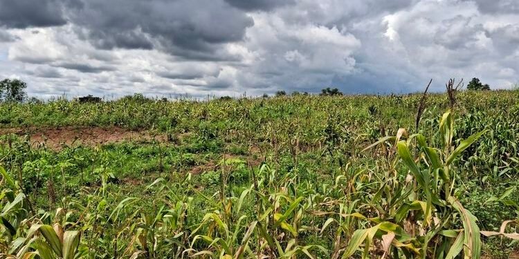 Ladang Jagung Program Ketahanan Pangan di Tangerang Kini Terbengkalai