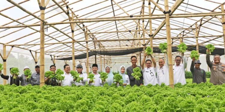 Panen Perdana Selada Hidroponik Cibojong, Bupati Serang Tetapkan BUMDes sebagai Percontohan